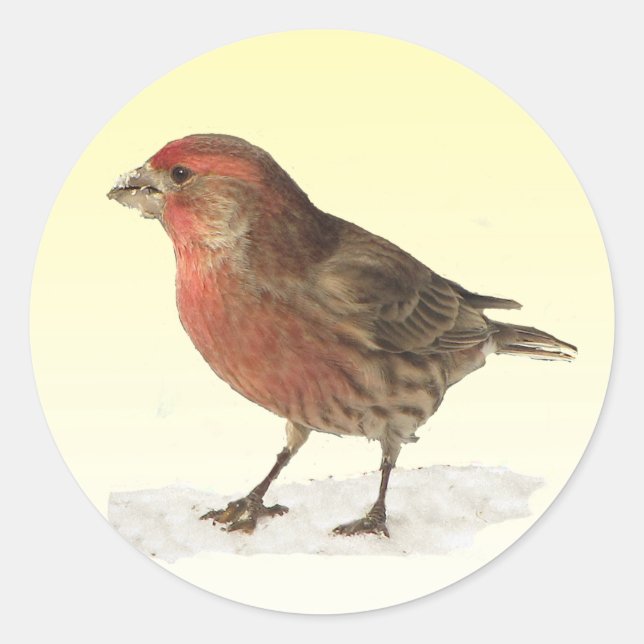 Sticker Rond Finch Maison (Devant)