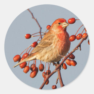 Sticker Rond Finch maison avec Berries Hawthorn