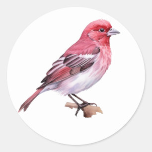 Sticker Rond Finch pourpre