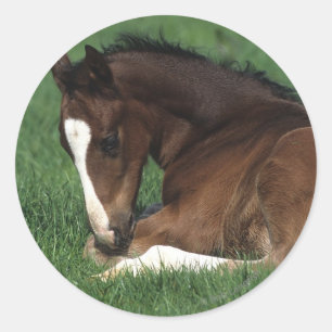 Sticker Rond Fixation de poulain de Warmblood