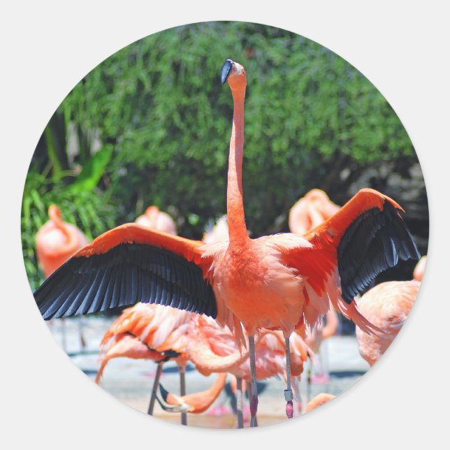 Sticker rond Flamant rose (Devant)