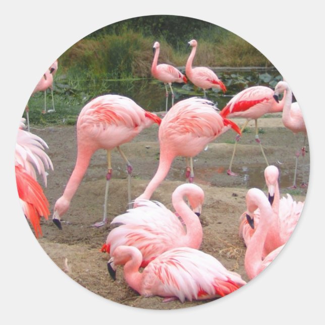 STICKER ROND FLAMANT ROSE (Devant)