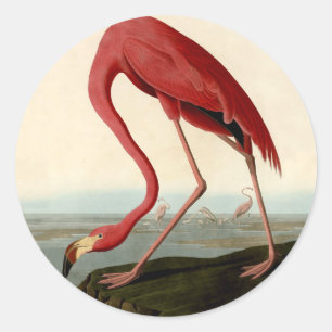 Sticker Rond Flamant rose américain d'Audubon