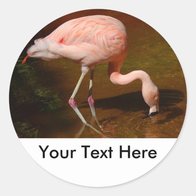 Sticker Rond Flamant rose chilien faune (Devant)