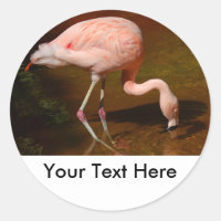 Flamant rose chilien faune