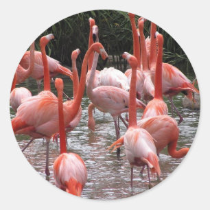 Sticker Rond Flamants roses de Floride
