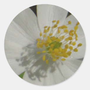 Sticker Rond Fleur blanche au milieu jaune