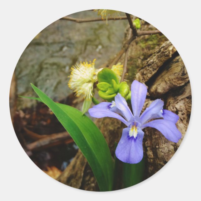 Sticker Rond Fleur blanche pourpre bleu Iris (Devant)