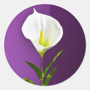 Sticker Rond Fleur Cala Lily
