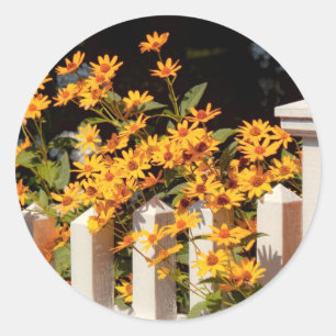 Sticker Rond Fleur - Coreopsis - La chaleur de l'été