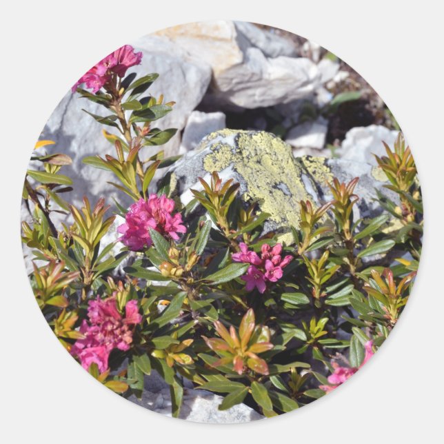 Sticker Rond Fleur d'Alpenrose dans les Alpes françaises (Devant)