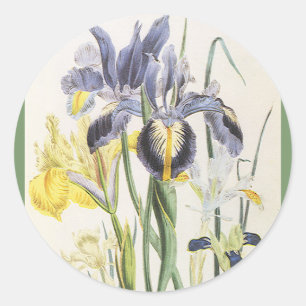 Sticker Rond Fleur de botanique florale vintage, fleurs d'iris
