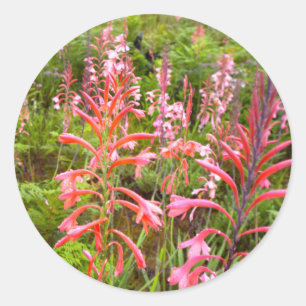 Sticker Rond Fleur de Bugle Lily (Watsonia), Cap Est