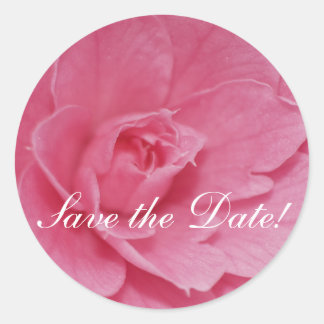 Sticker Rond Fleur de Camellia rose