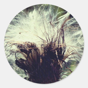 Sticker Rond Fleur de chardon
