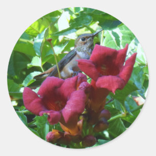 Sticker Rond Fleur de colibri et de trompette rouge