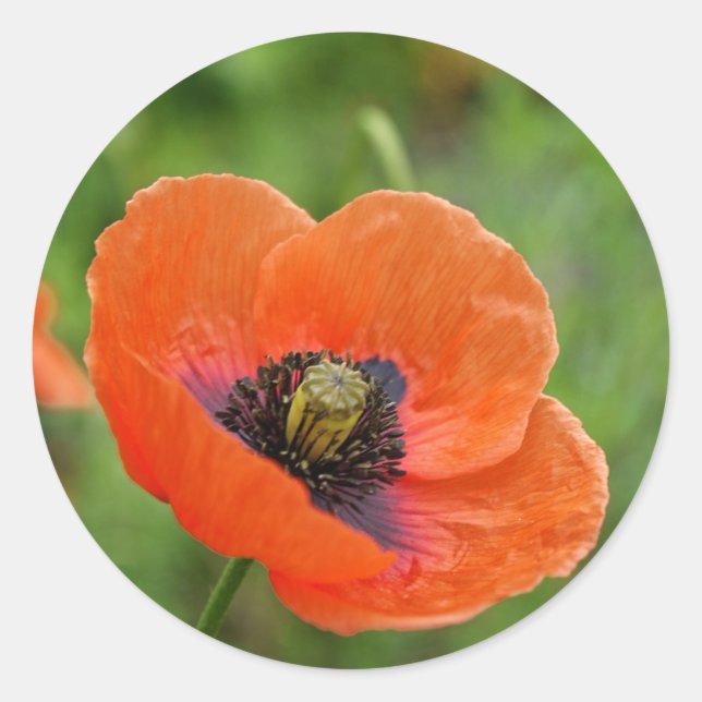 Sticker Rond Fleur de coquelicot orange sauvage en Nouvelle-Zél (Devant)