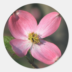 Sticker Rond Fleur de Dogwood rose