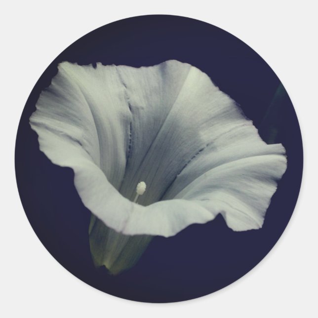 Sticker Rond Fleur de gloire du matin (Devant)
