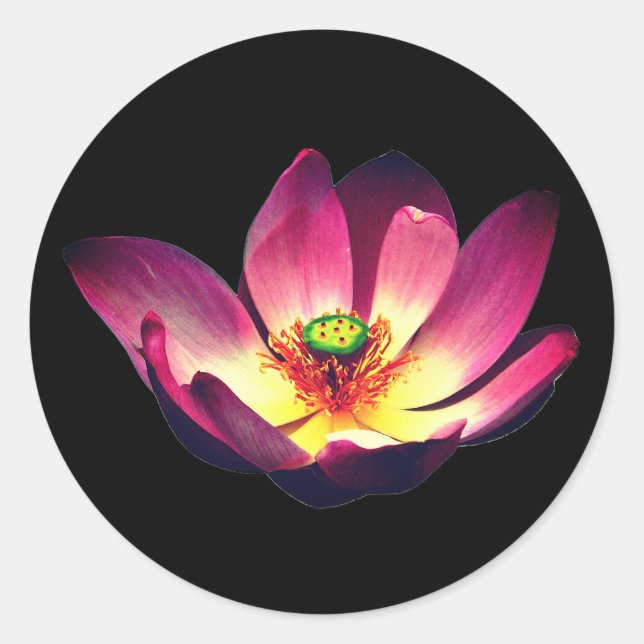 Sticker Rond Fleur de Lotus en fleurs (Devant)
