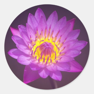 Sticker Rond Fleur de Lotus pourpre