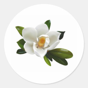 Sticker Rond fleur de magnolia blanche