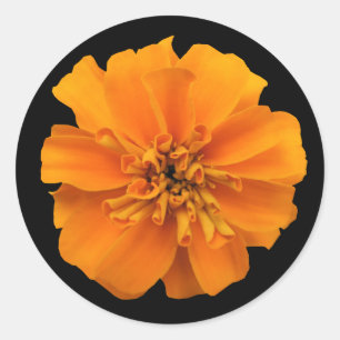 Sticker Rond Fleur de Marigold orange en noir