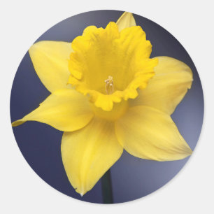 Sticker Rond Fleur de Narcisse jaune peinture à l'aquarelle flo