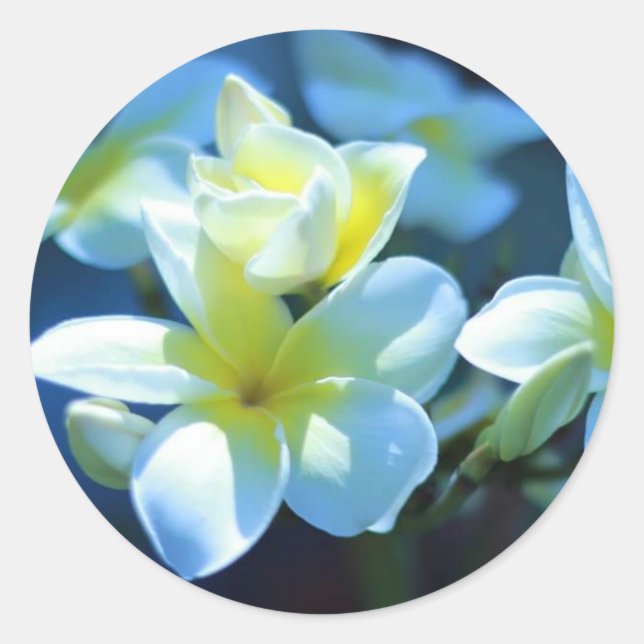 Sticker Rond fleur de plumeria (Devant)