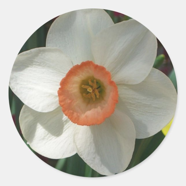 Sticker Rond Fleur de printemps de jonquille rose (Devant)