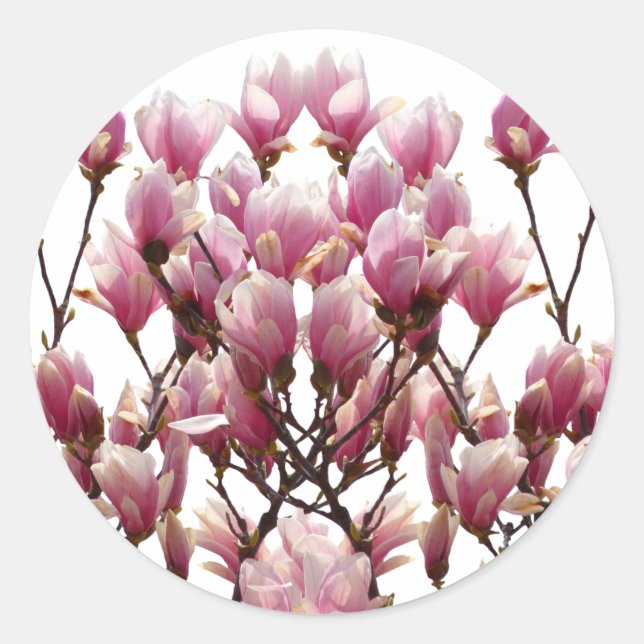 Sticker Rond Fleur de printemps rose florissante Magnolias (Devant)