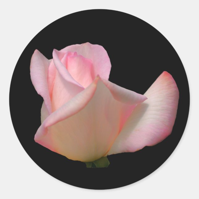Sticker Rond Fleur de rose blanche (Devant)