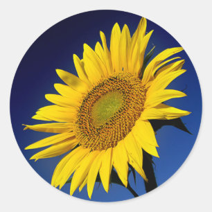 Sticker Rond Fleur de soleil fleurie Mariage de fleurs de tourn