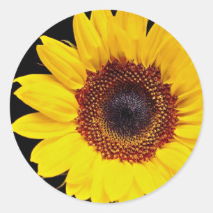 Sticker Rond Fleur de soleil jaune