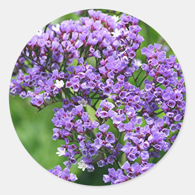 Sticker Rond Fleur de Statice violet et blanc (limonium) en fle (Devant)