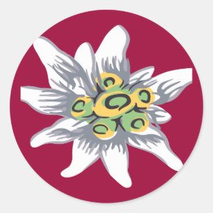 Sticker Rond Fleur d'edelweiss