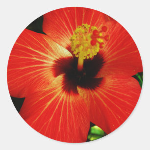 Sticker Rond Fleur d'Hibiscus rouge-orange