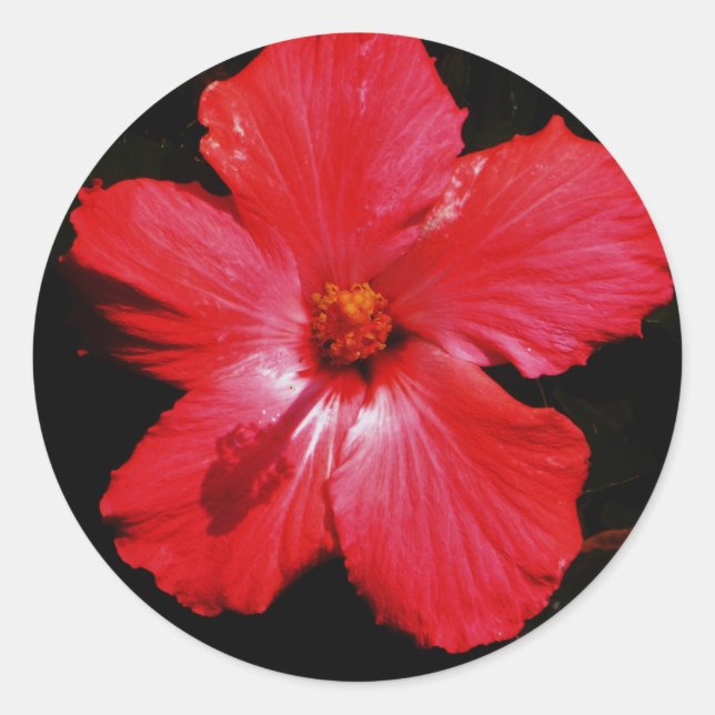 Sticker Rond Fleur d'Hibiscus rouge rose chaud sur noir (Devant)