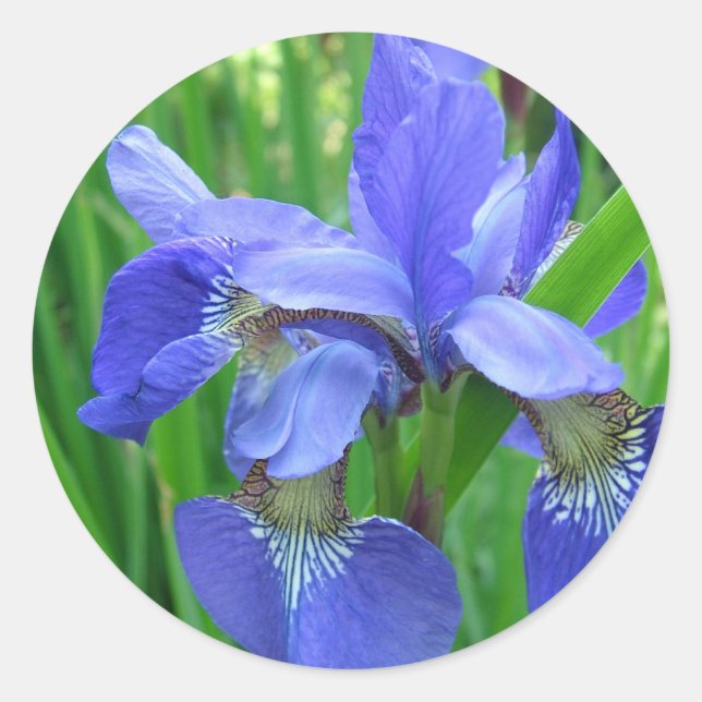 Sticker Rond fleur d'iris bleu. Photographie du jardin naturel  (Devant)