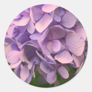 Sticker Rond Fleur douce Hydrangea