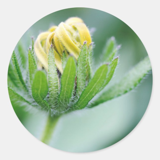 Sticker Rond Fleur D'Ouverture De La Fleur De Cône (Devant)