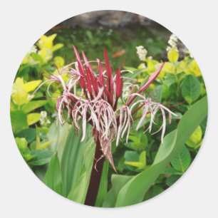 Sticker Rond Fleur hawaïenne