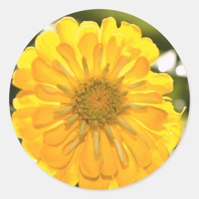 Sticker Rond Fleur jaune fleurie jaune marguerite jaune (Devant)