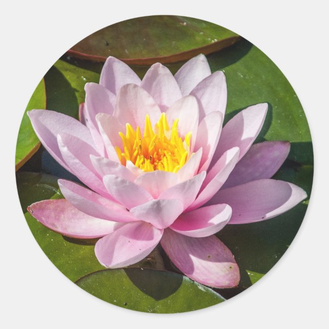 Sticker Rond Fleur Lily d'eau rose Nuphar Lutea en pleine flora (Devant)