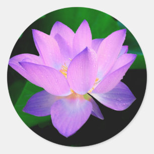 Sticker Rond Fleur Lotus