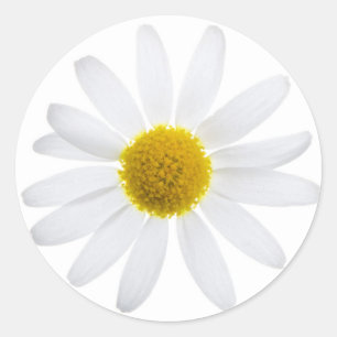 Sticker Rond Fleur marguerite