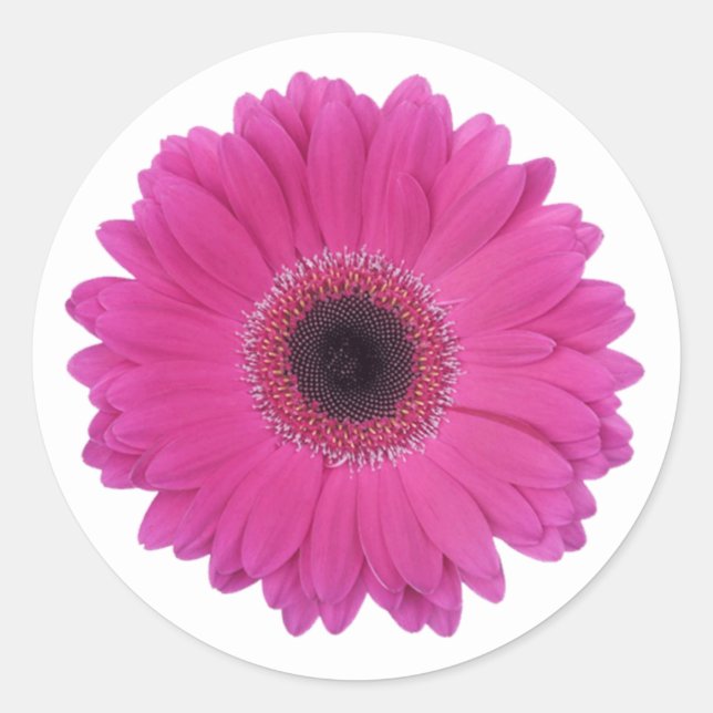 Sticker Rond Fleur marguerite rose magenta chaud (Devant)
