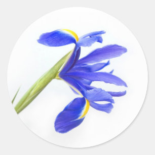 Sticker Rond Fleur pourpre d'iris