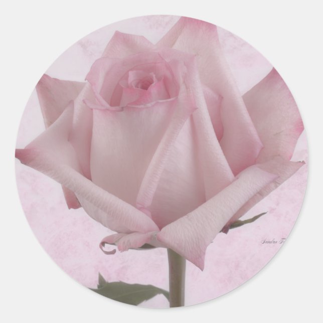 Sticker Rond Fleur rose douce (Devant)