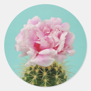 Sticker Rond Fleur rose placé sur le cactus en épi